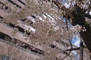 名古屋キャンパスの桜